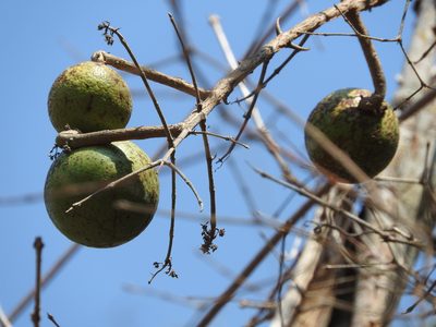 Strychnos brachistantha, photographed by Leonardo O. Alvarado Cárdenas