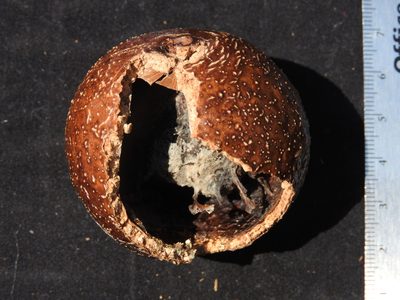 Strychnos brachistantha, photographed by Leonardo O. Alvarado Cárdenas