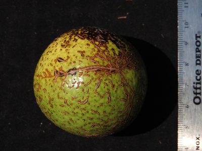 Strychnos brachistantha, photographed by Leonardo O. Alvarado Cárdenas