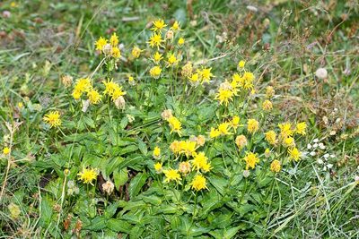 Crepis pyrenaica, photographed by Drepanostoma