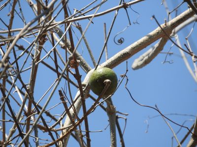 Strychnos brachistantha, photographed by Leonardo O. Alvarado Cárdenas