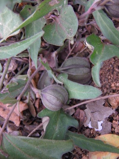 Aristolochia emiliae, photographed by Leonardo O. Alvarado Cárdenas