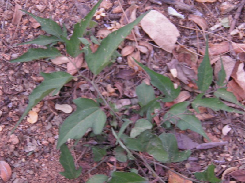 Aristolochia emiliae, photographed by Leonardo O. Alvarado Cárdenas
