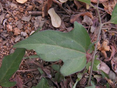 Aristolochia emiliae, photographed by Leonardo O. Alvarado Cárdenas
