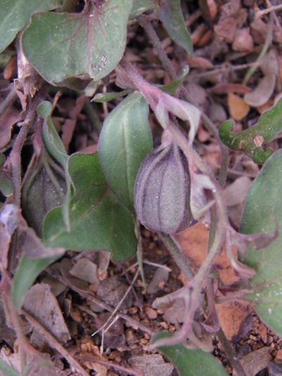 Aristolochia emiliae, photographed by Leonardo O. Alvarado Cárdenas