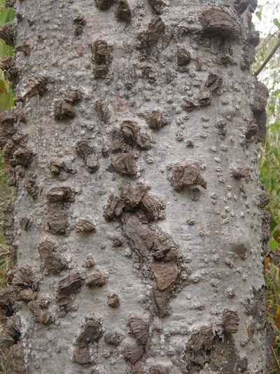 Amphipterygium adstringens, photographed by Leonardo O. Alvarado Cárdenas