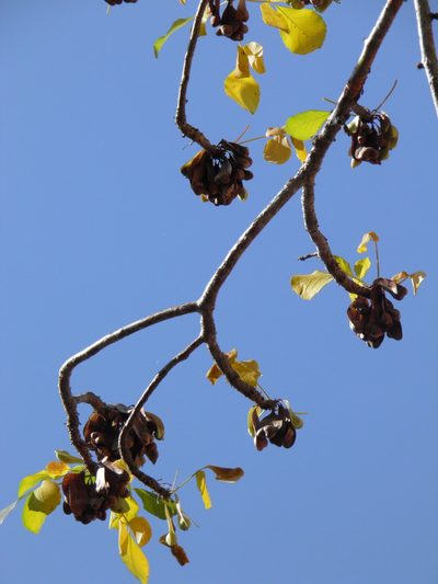 Amphipterygium adstringens, photographed by Leonardo O. Alvarado Cárdenas