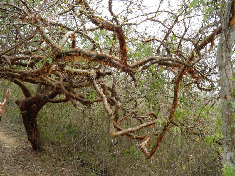 Bursera instabilis, photographed by Leonardo O. Alvarado Cárdenas
