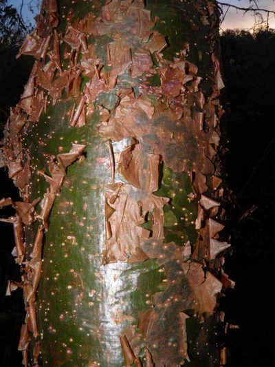 Bursera instabilis, photographed by Leonardo O. Alvarado Cárdenas