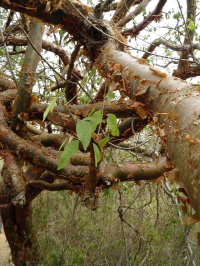 Bursera instabilis, photographed by Leonardo O. Alvarado Cárdenas
