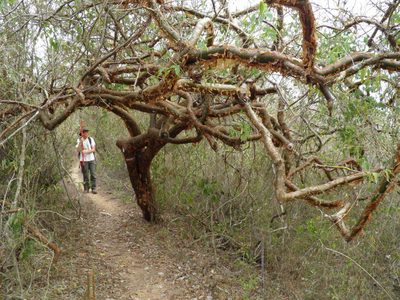 Bursera instabilis, photographed by Leonardo O. Alvarado Cárdenas
