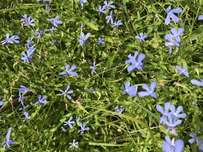 Lobelia quadrangularis, photographed by Greg Tasney