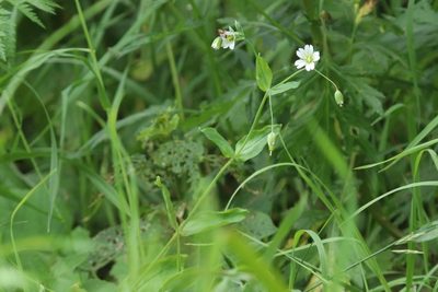 Cerastium davuricum, photographed by Константин Селивёрстов
