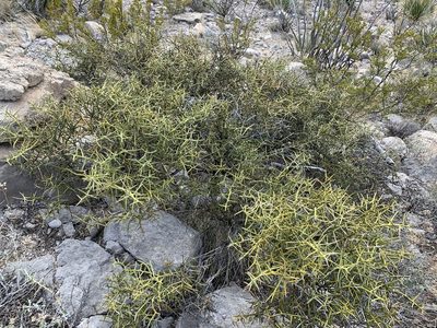 Choisya dumosa, photographed by CK2AZ