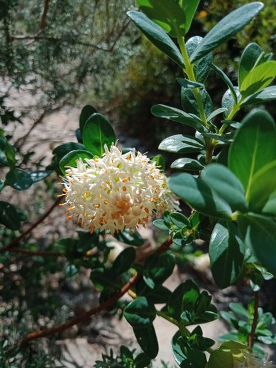 Pimelea ligustrina, photographed by Nina Kerr