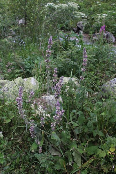 Stachys balansae, photographed by Dmitriy Bochkov
