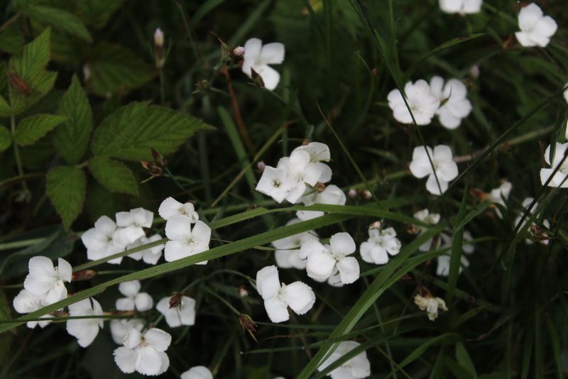Dianthus cretaceus, photographed by Dmitriy Bochkov