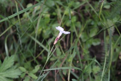 Dianthus cretaceus, photographed by Dmitriy Bochkov