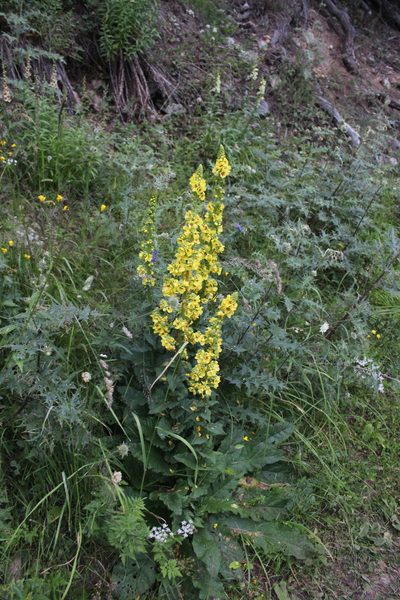 Verbascum pyramidatum, photographed by Dmitriy Bochkov