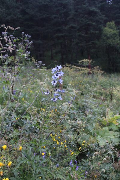 Delphinium dasycarpum, photographed by Dmitriy Bochkov