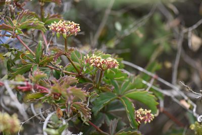 Cyphostemma quinatum, photographed by Andrew Gillespie