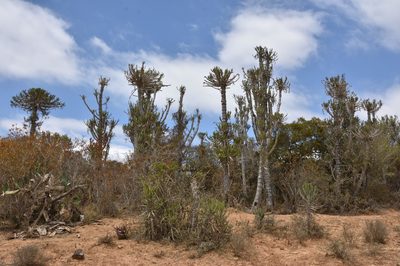Euphorbia tetragona, photographed by Andrew Gillespie