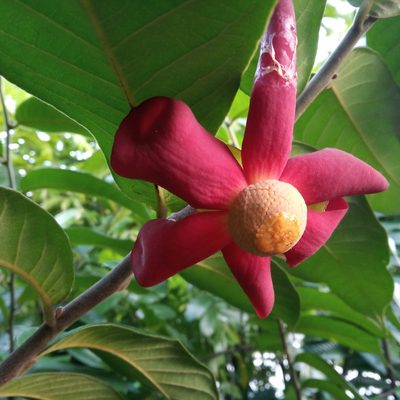 Uvaria grandiflora, photographed by Eric Lopes