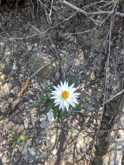 Xerochrysum papillosum, photographed by Joe Atkinson