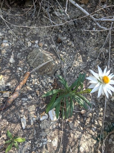 Xerochrysum papillosum, photographed by Joe Atkinson