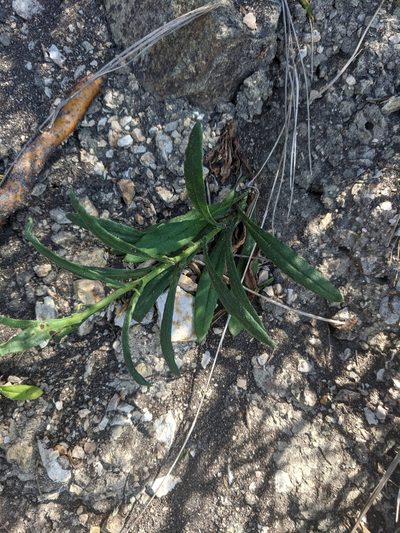 Xerochrysum papillosum, photographed by Joe Atkinson