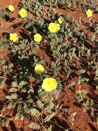 Tribulus zeyheri, photographed by Cecile Roux