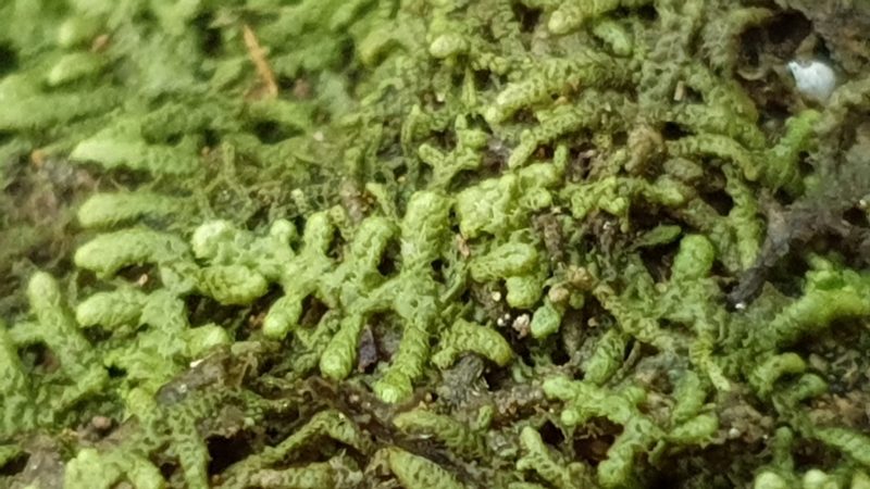 Lepidozia septemfida, photographed by Andrew Thornhill