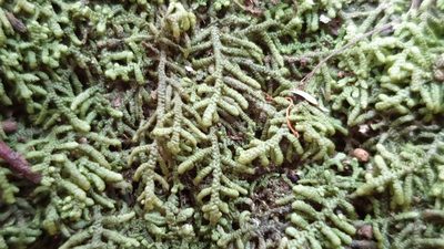 Lepidozia septemfida, photographed by Andrew Thornhill