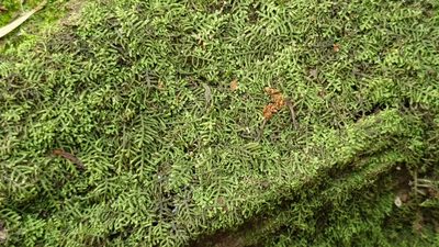 Lepidozia septemfida, photographed by Andrew Thornhill