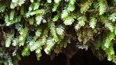 Rhizogonium distichum, photographed by Andrew Thornhill