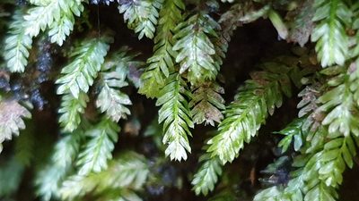 Rhizogonium distichum, photographed by Andrew Thornhill