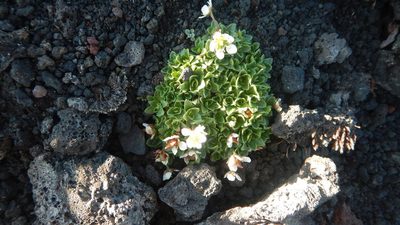 Micranthes merkii, photographed by Сергей Крыленко