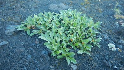 Salix reptans, photographed by Сергей Крыленко