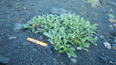 Salix reptans, photographed by Сергей Крыленко