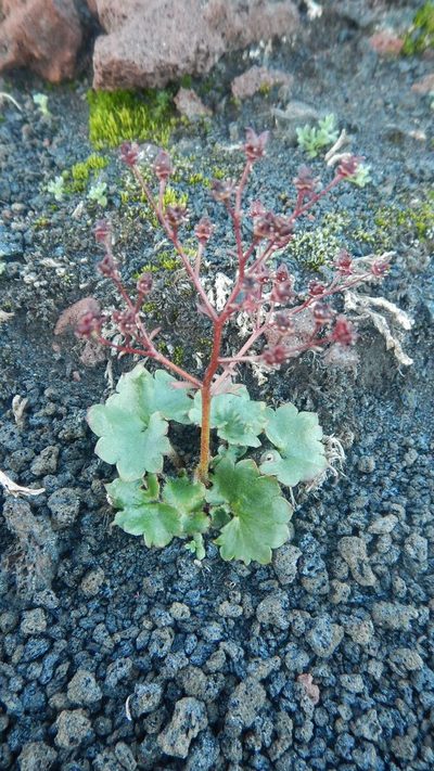 Micranthes purpurascens, photographed by Сергей Крыленко
