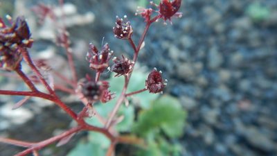 Micranthes purpurascens, photographed by Сергей Крыленко