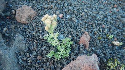 Artemisia glomerata, photographed by Сергей Крыленко