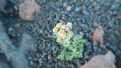Artemisia glomerata, photographed by Сергей Крыленко