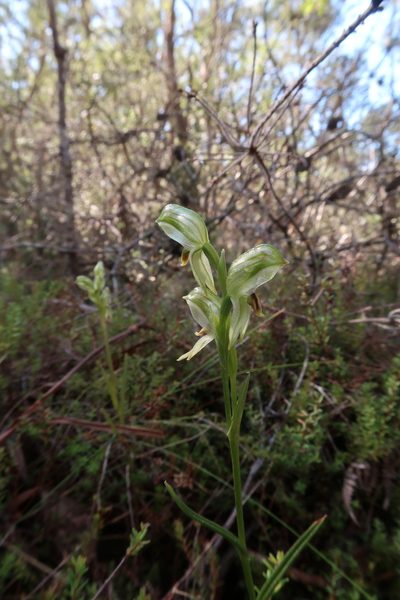 Pterostylis williamsonii, photographed by Cowirrie