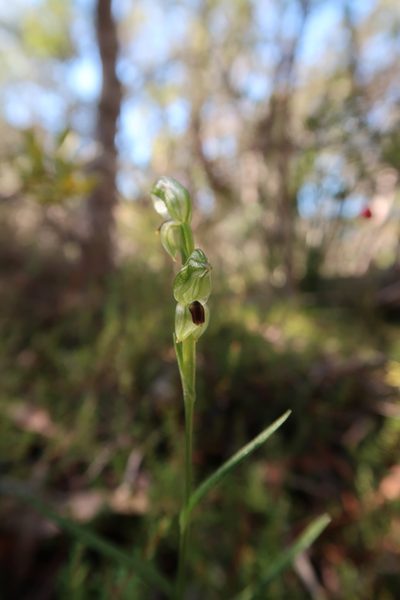 Pterostylis williamsonii, photographed by Cowirrie