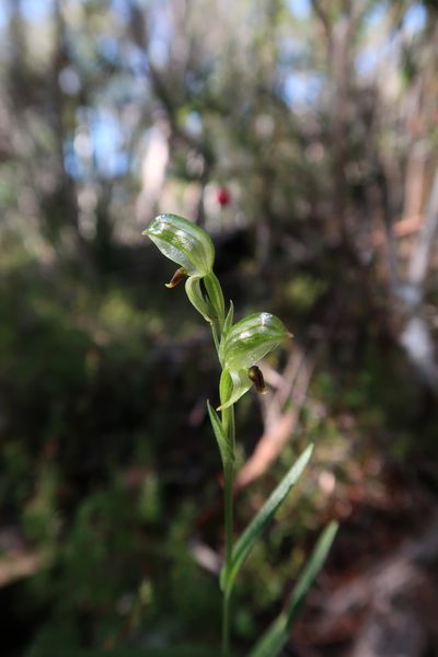 Pterostylis williamsonii, photographed by Cowirrie