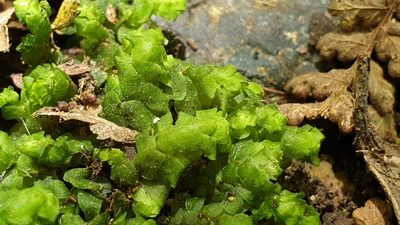 Achrophyllum dentatum, photographed by Andrew Thornhill