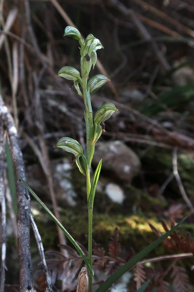 Pterostylis williamsonii, photographed by Cowirrie