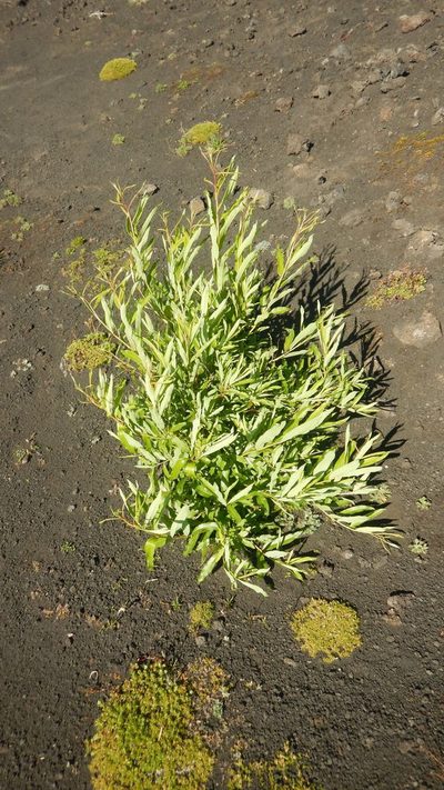 Salix udensis, photographed by Сергей Крыленко