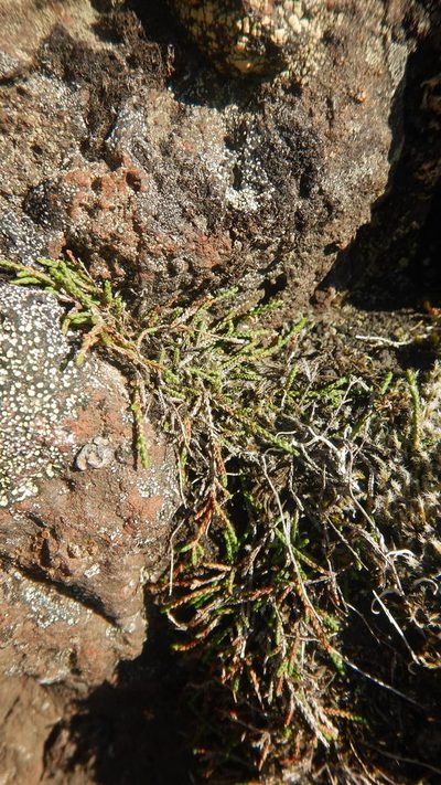 Cassiope lycopodioides, photographed by Сергей Крыленко